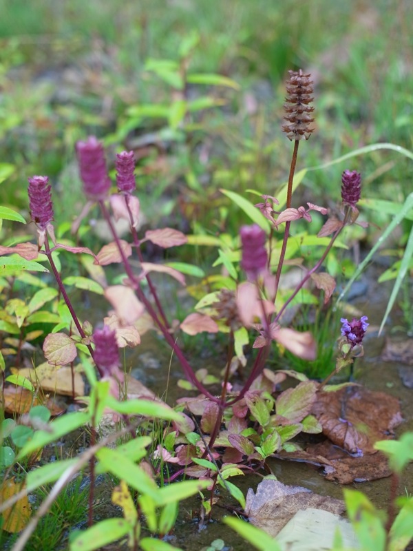 f:id:elmikamino:20111023101131j:image f:id:elmikamino:20111023101131j:image