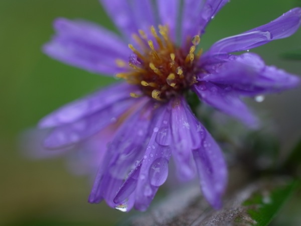 f:id:elmikamino:20111023103534j:image f:id:elmikamino:20111023103534j:image