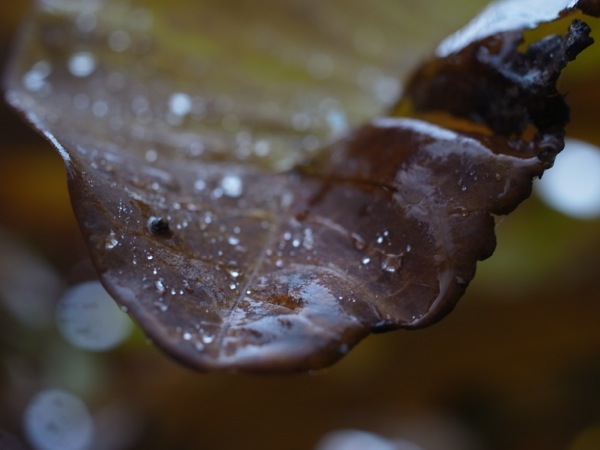 f:id:elmikamino:20111023103701j:image f:id:elmikamino:20111023103701j:image