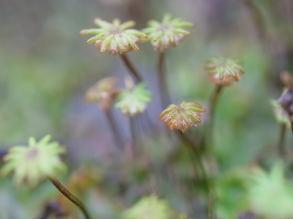 f:id:elmikamino:20111023104118j:image f:id:elmikamino:20111023104118j:image