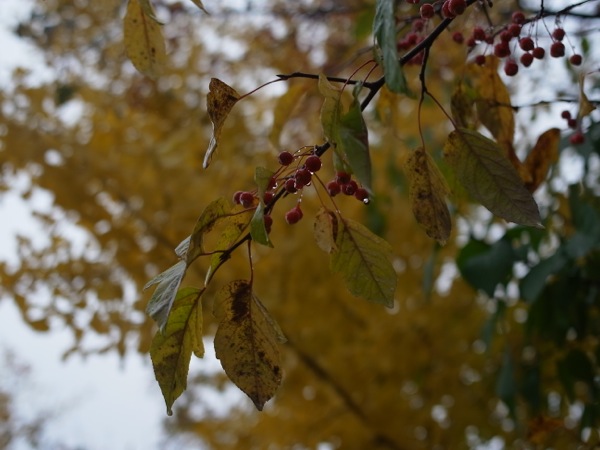 f:id:elmikamino:20111023104838j:image f:id:elmikamino:20111023104838j:image