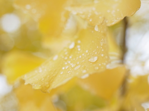 f:id:elmikamino:20111023105602j:image f:id:elmikamino:20111023105602j:image