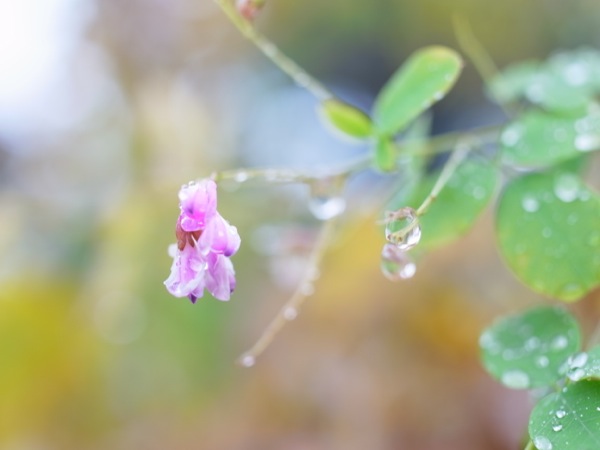 f:id:elmikamino:20111023110358j:image f:id:elmikamino:20111023110358j:image