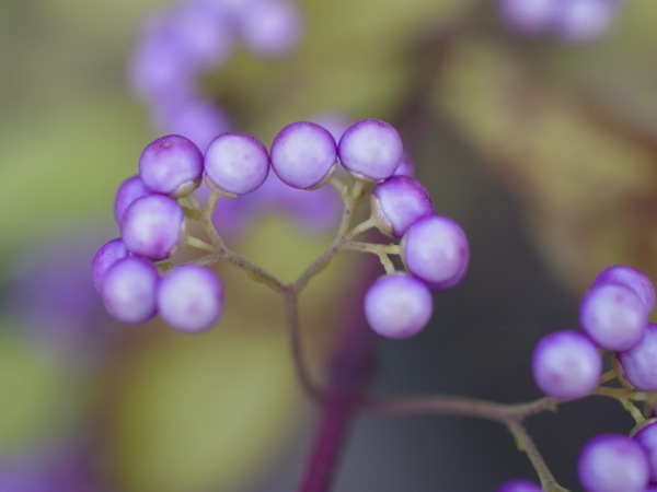 f:id:elmikamino:20111102093149j:image