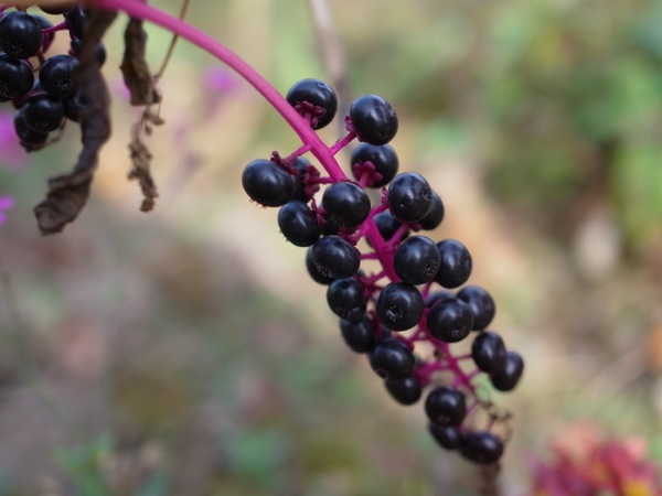 f:id:elmikamino:20111102094807j:image