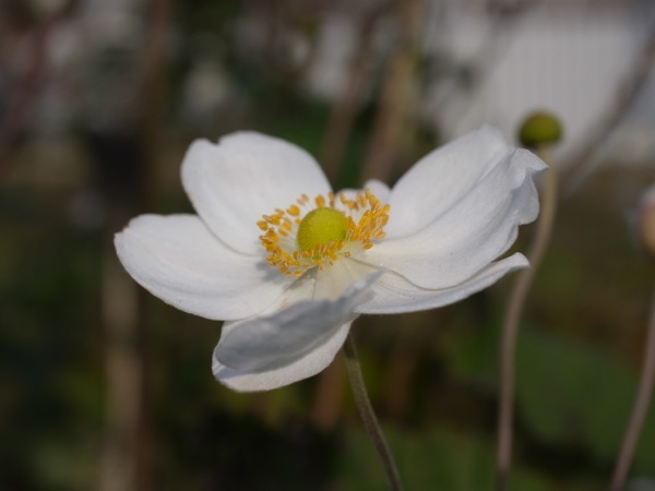 f:id:elmikamino:20111102094919j:image