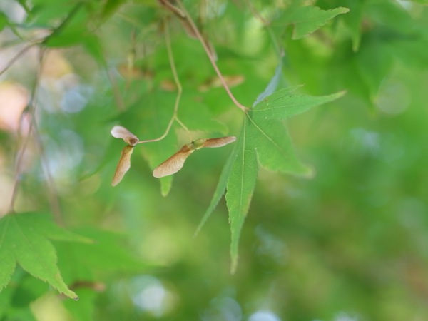 f:id:elmikamino:20111103113511j:image