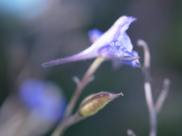 f:id:elmikamino:20111103113844j:image