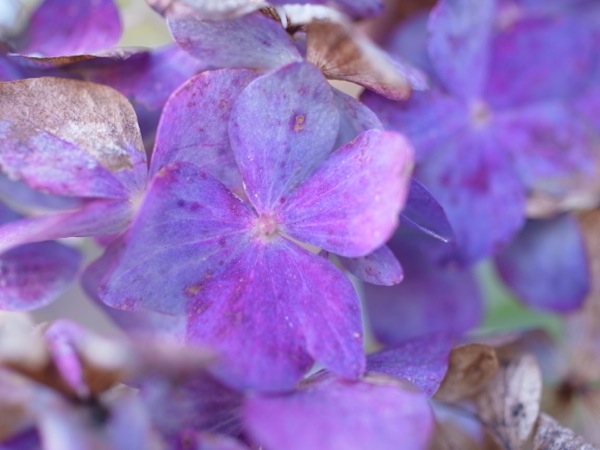 f:id:elmikamino:20111103114221j:image