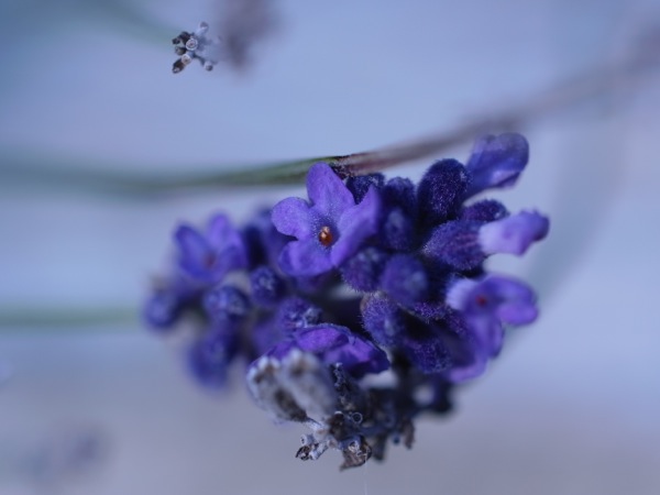 f:id:elmikamino:20111103114500j:image