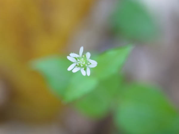 f:id:elmikamino:20111103114900j:image