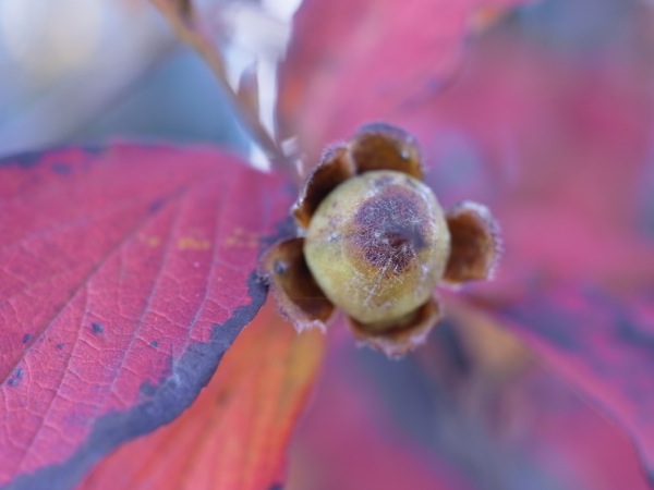 f:id:elmikamino:20111103120841j:image