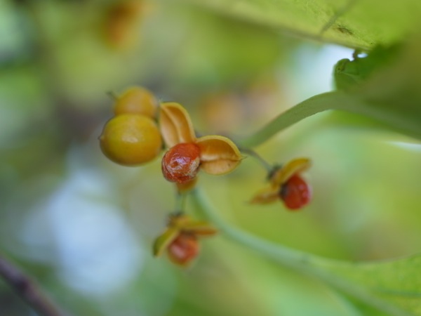 f:id:elmikamino:20111104092522j:image