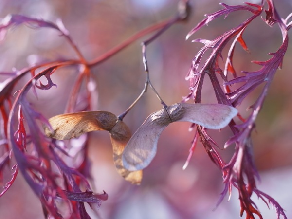 f:id:elmikamino:20111104092817j:image