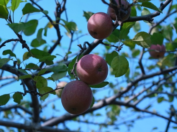 f:id:elmikamino:20111104092847j:image