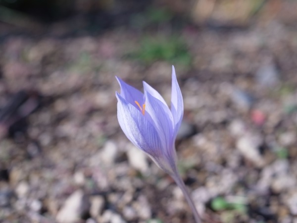 f:id:elmikamino:20111104093035j:image