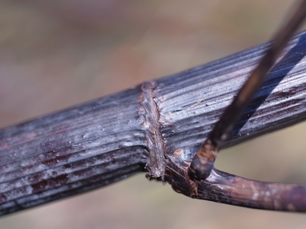 f:id:elmikamino:20111104093144j:image