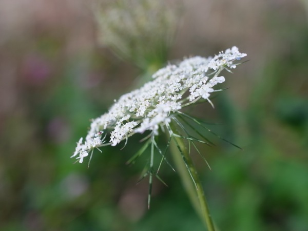 f:id:elmikamino:20111104093332j:image