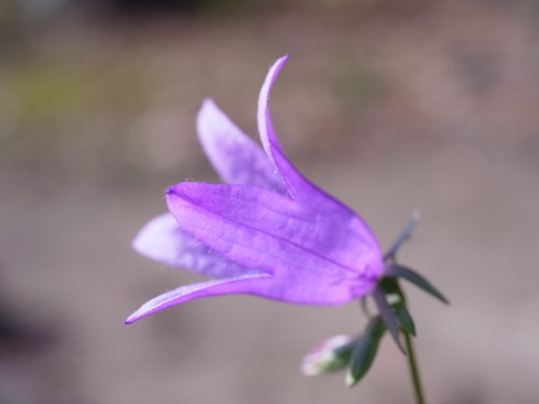 f:id:elmikamino:20111104093552j:image