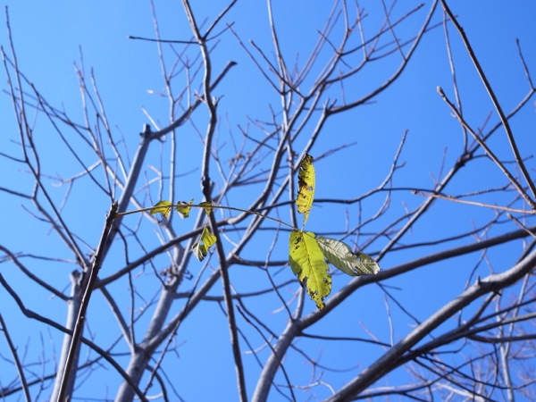 f:id:elmikamino:20111104093716j:image