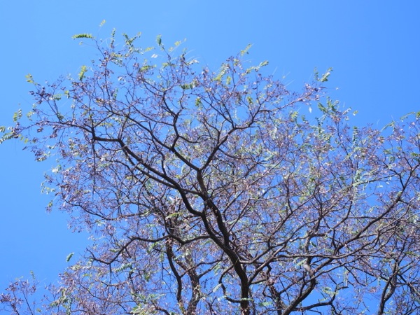 f:id:elmikamino:20111104093810j:image