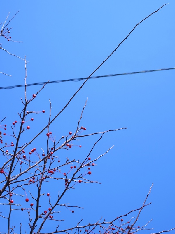 f:id:elmikamino:20111104094142j:image