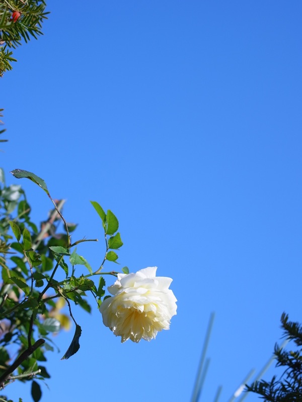 f:id:elmikamino:20111104094237j:image