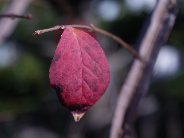 f:id:elmikamino:20111104094552j:image