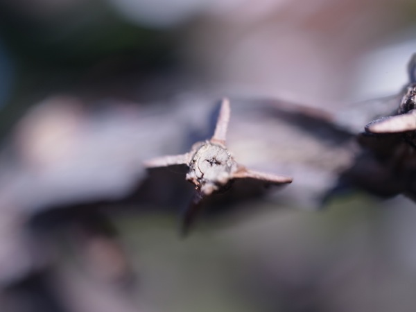 f:id:elmikamino:20111104094628j:image