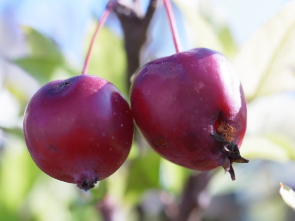 f:id:elmikamino:20111104094944j:image