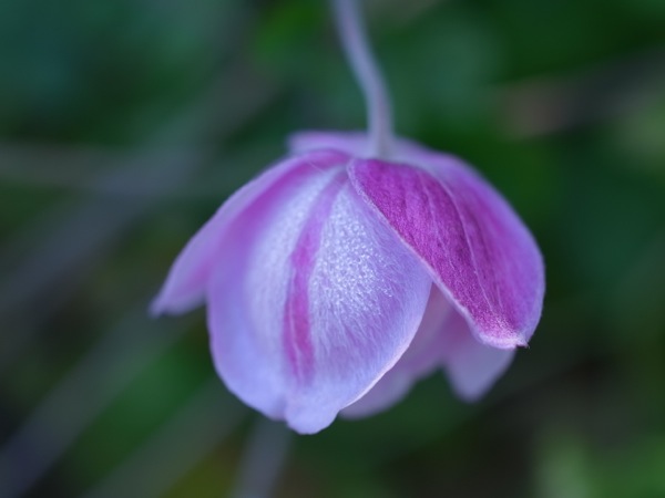 f:id:elmikamino:20111104095023j:image