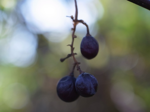 f:id:elmikamino:20111104095049j:image