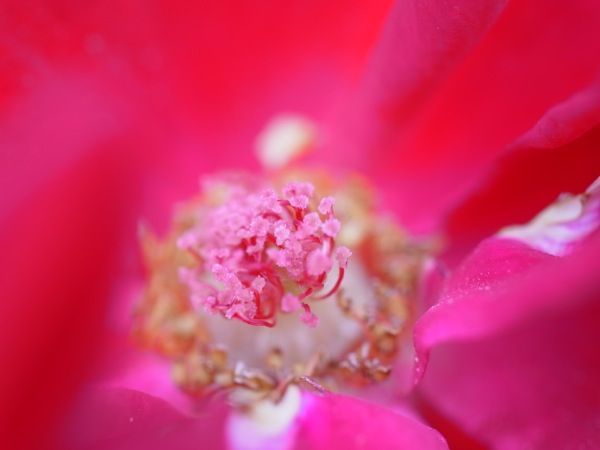 f:id:elmikamino:20111104095208j:image