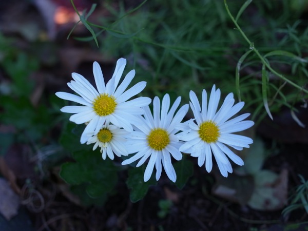 f:id:elmikamino:20111104095410j:image