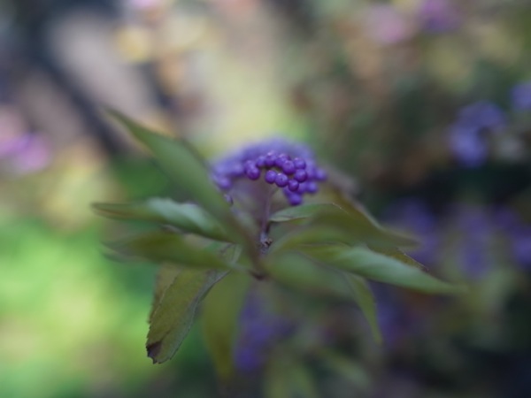 f:id:elmikamino:20111104095454j:image