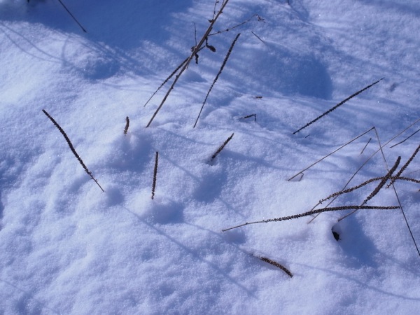 f:id:elmikamino:20111123100638j:image