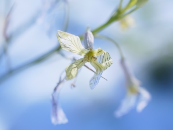 f:id:elmikamino:20111123103447j:image