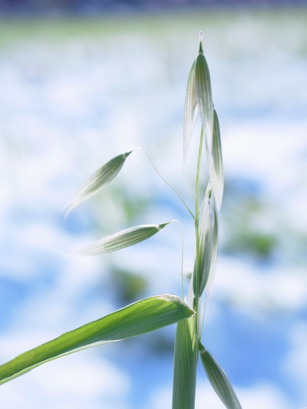 f:id:elmikamino:20111123103519j:image