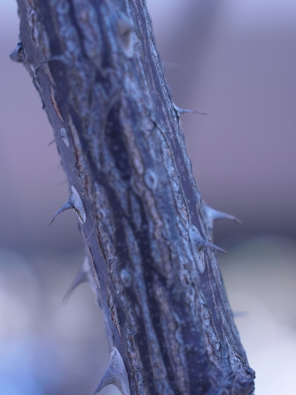 f:id:elmikamino:20111123104911j:image