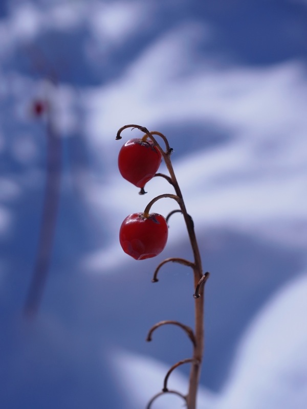 f:id:elmikamino:20111123105233j:image