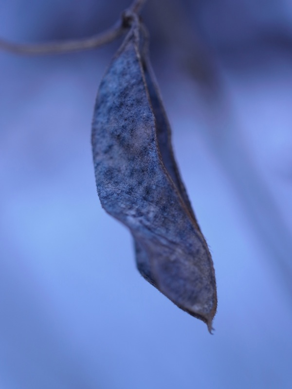 f:id:elmikamino:20111123105700j:image
