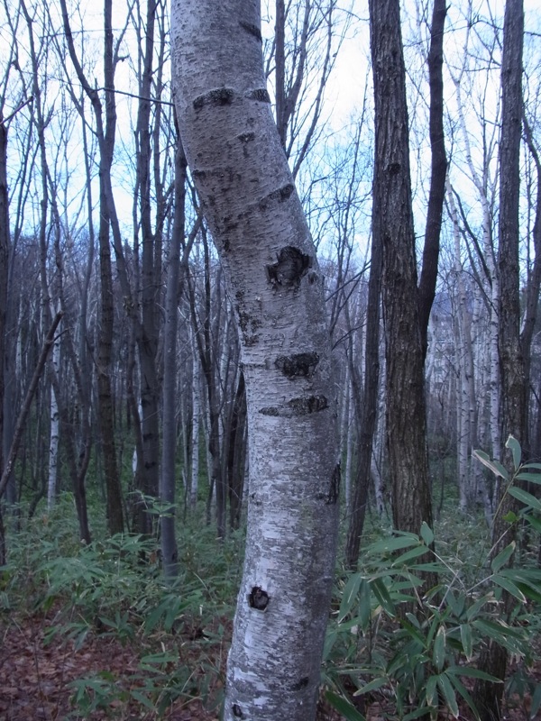 f:id:elmikamino:20111124095959j:image