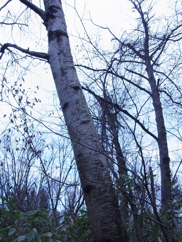 f:id:elmikamino:20111124100155j:image