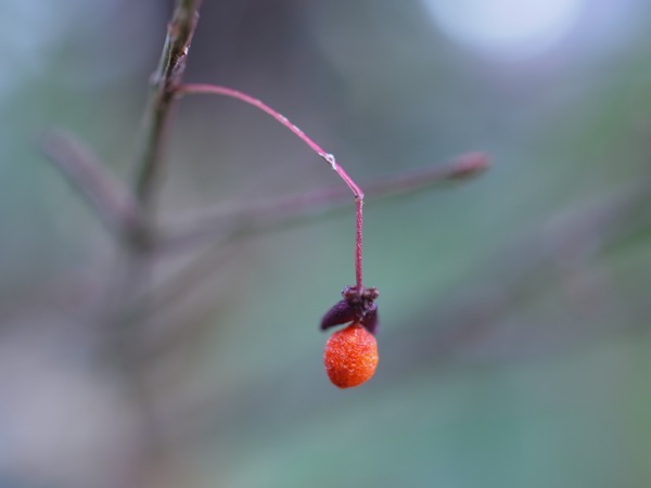 f:id:elmikamino:20111125100442j:image