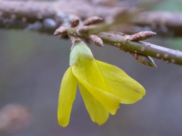 f:id:elmikamino:20111125100514j:image