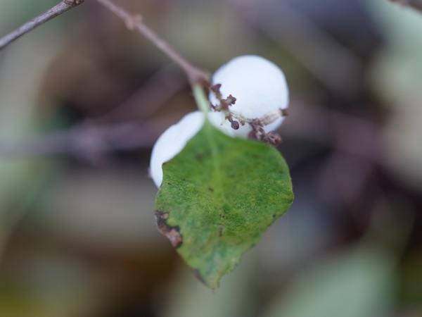 f:id:elmikamino:20111125100540j:image