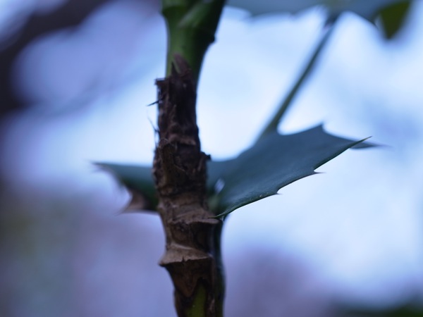 f:id:elmikamino:20111125100645j:image