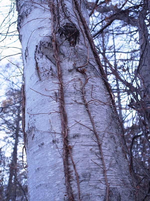 f:id:elmikamino:20111125102459j:image