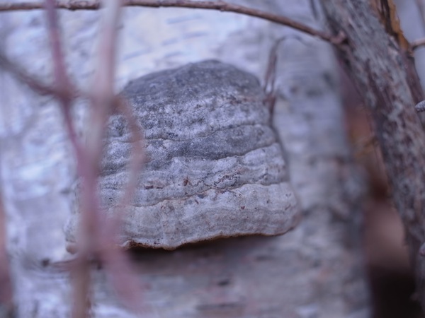 f:id:elmikamino:20111125102535j:image