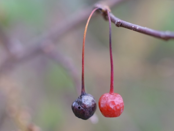 f:id:elmikamino:20111125104031j:image